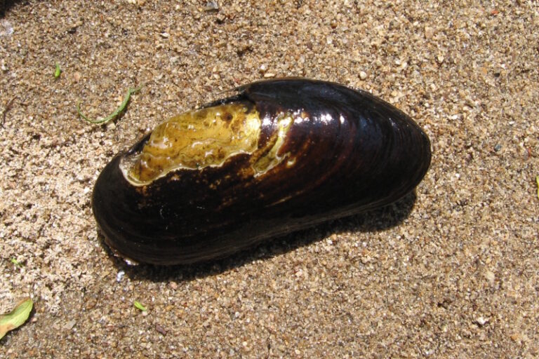 perlorodka říční