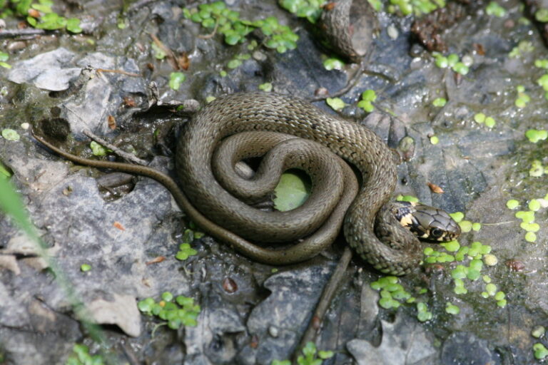 užovka obojková